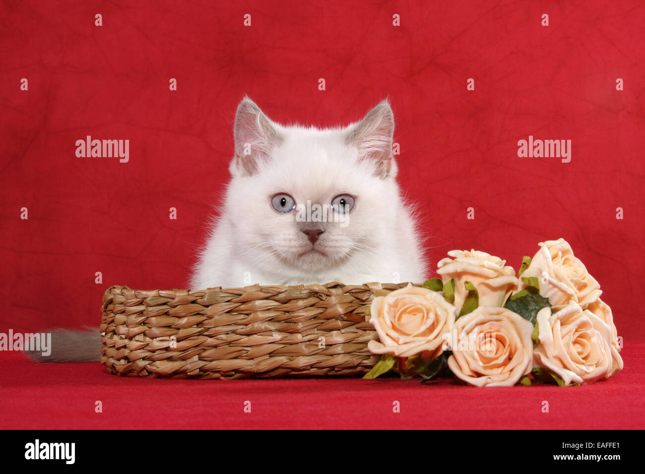 British Kurzhaar Kätzchen sitzen auf Korb mit Blumen Stockfotografie