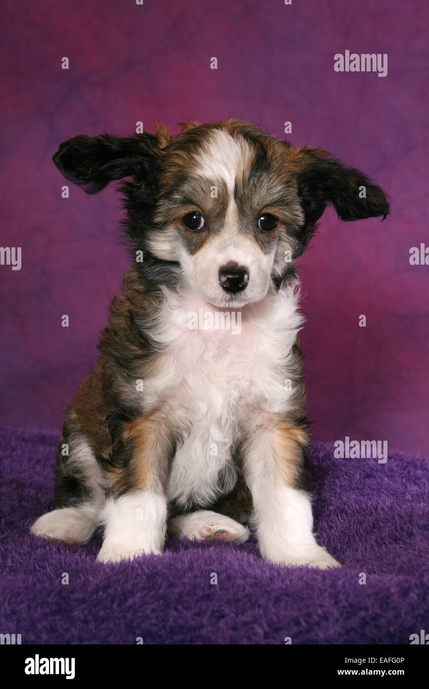 Chinese crested powderpuff -Fotos und -Bildmaterial in hoher Auflösung –  Alamy