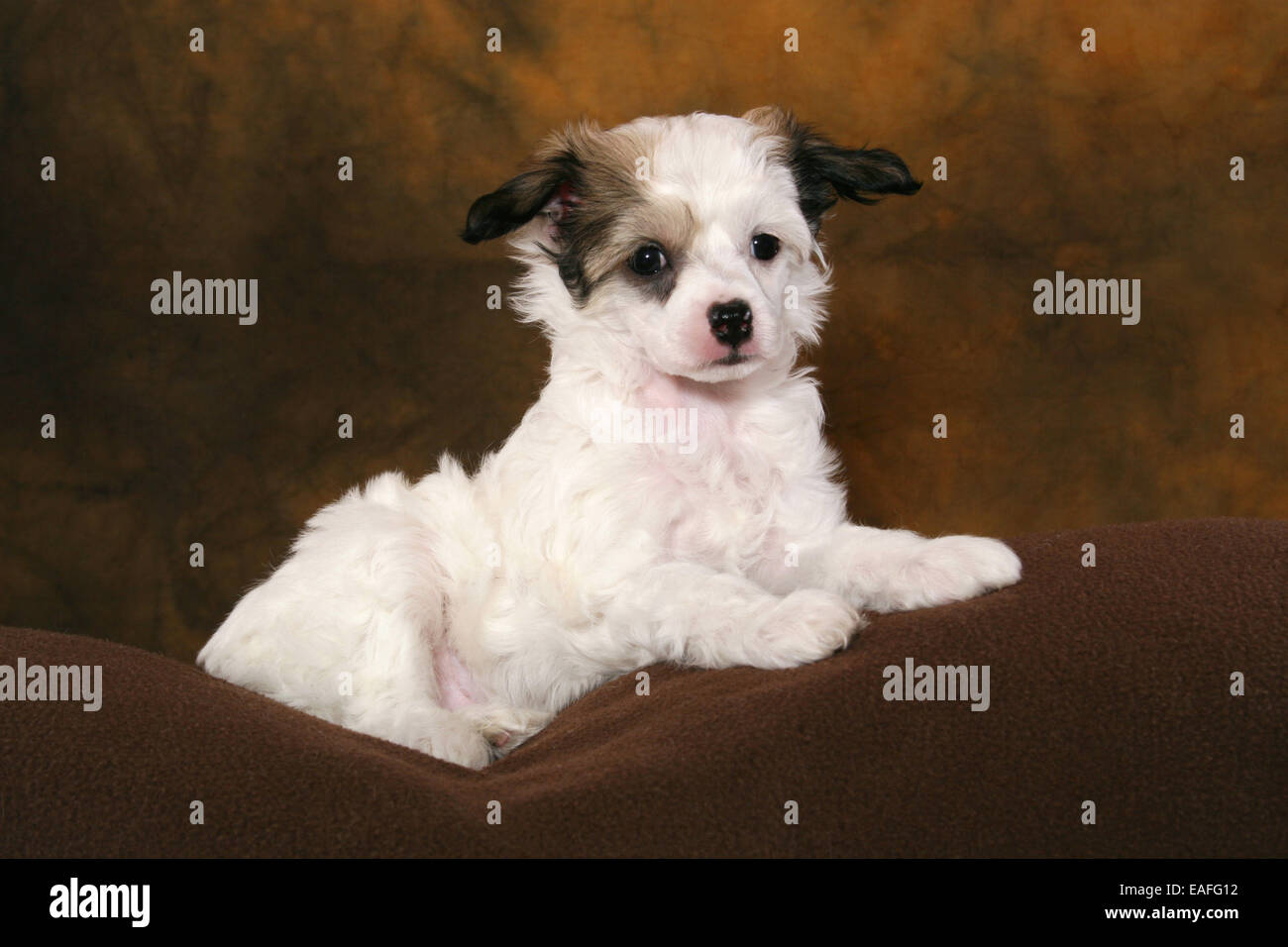 Chinese Crested Powder Puff Stockfotos und bilder Kaufen Alamy