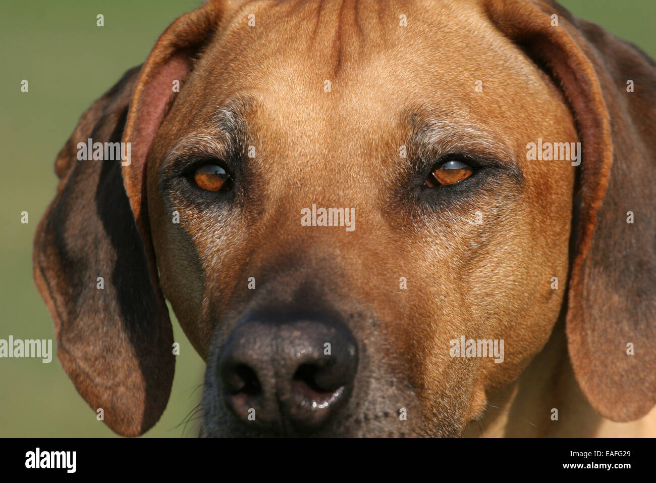 Rhodesian Ridgeback Augen Stockfoto