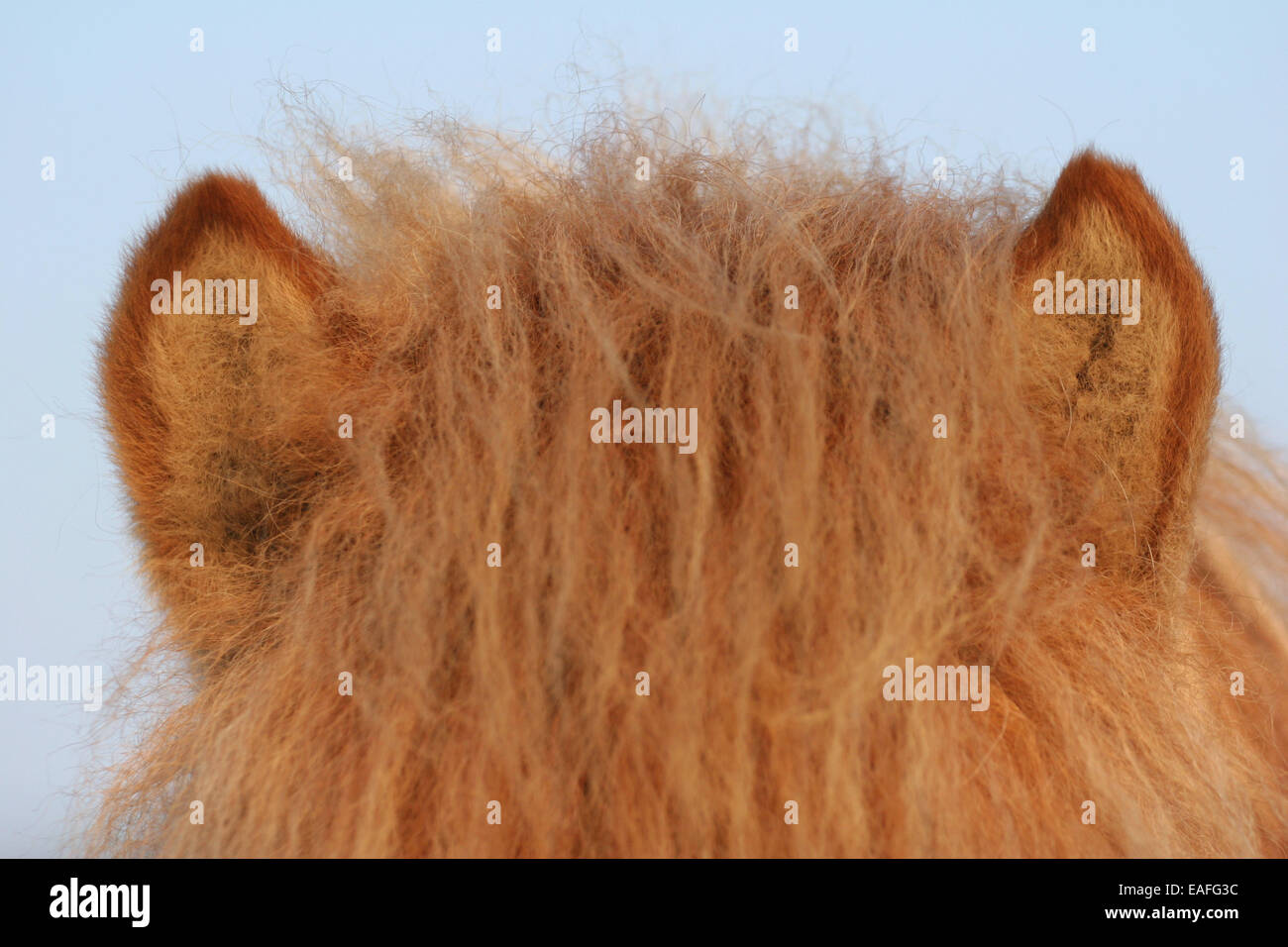 Islandpferd Ohren Stockfoto