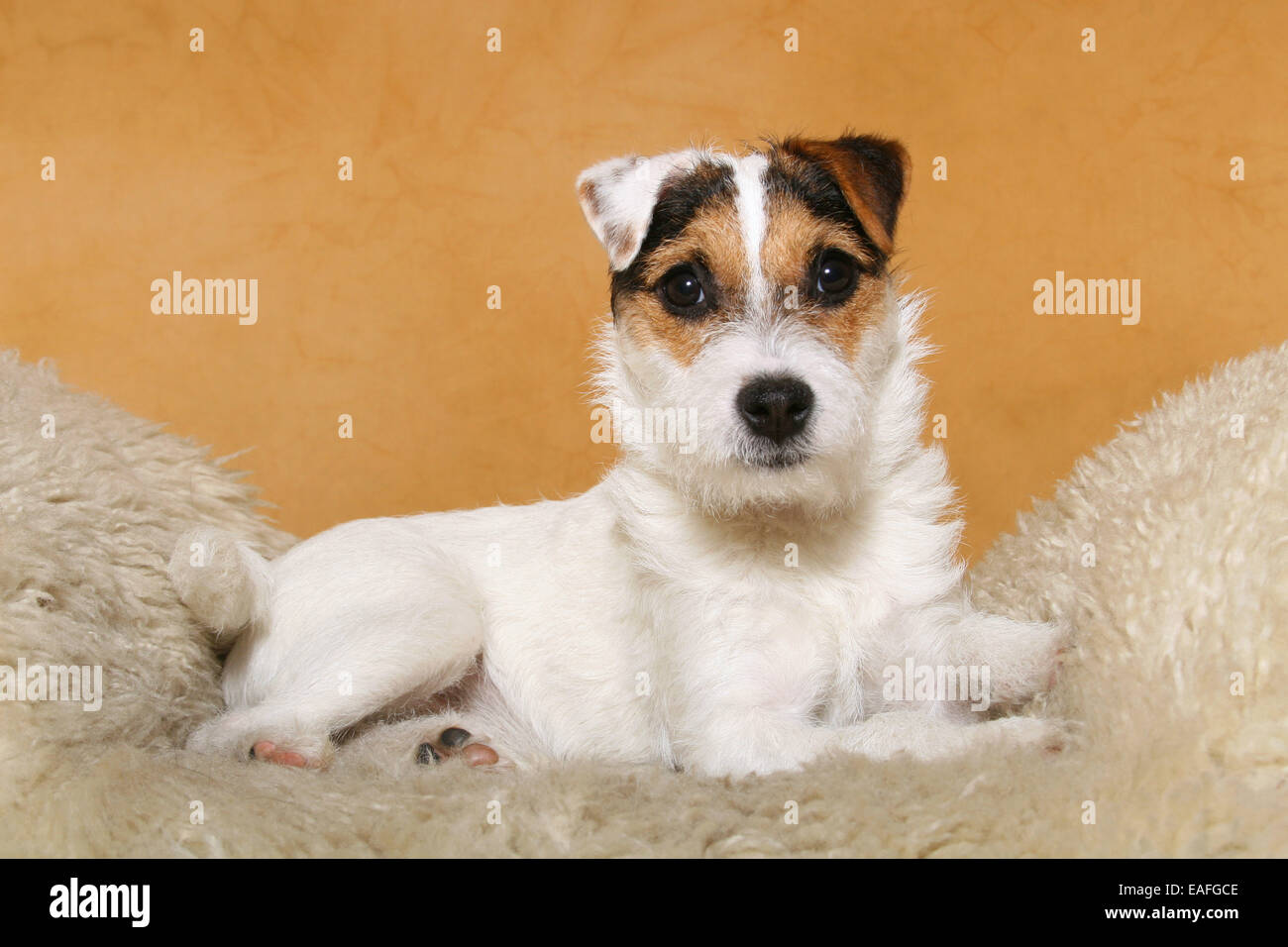 Parson Russell Terrier liegend auf Schaffell Stockfoto