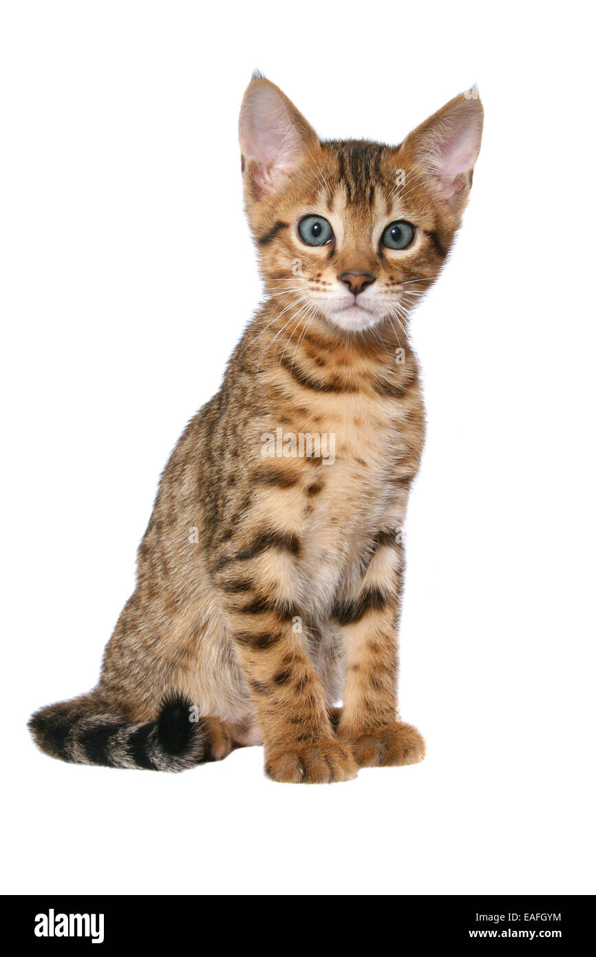 Savannah kitten Stockfoto