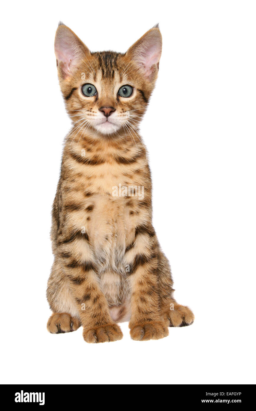 Savannah kitten Stockfoto