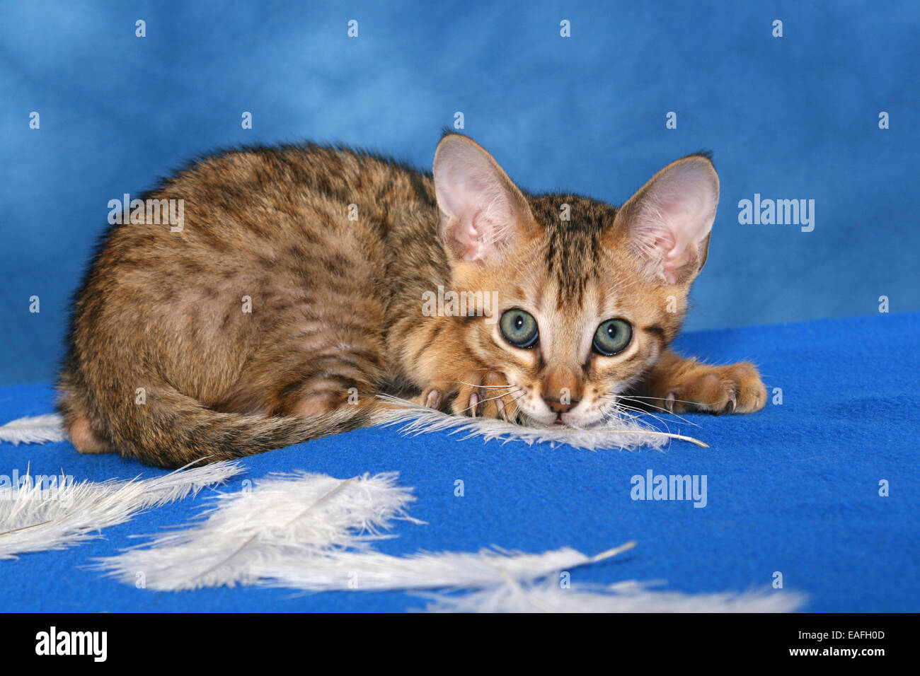 Savannah kitten Stockfoto