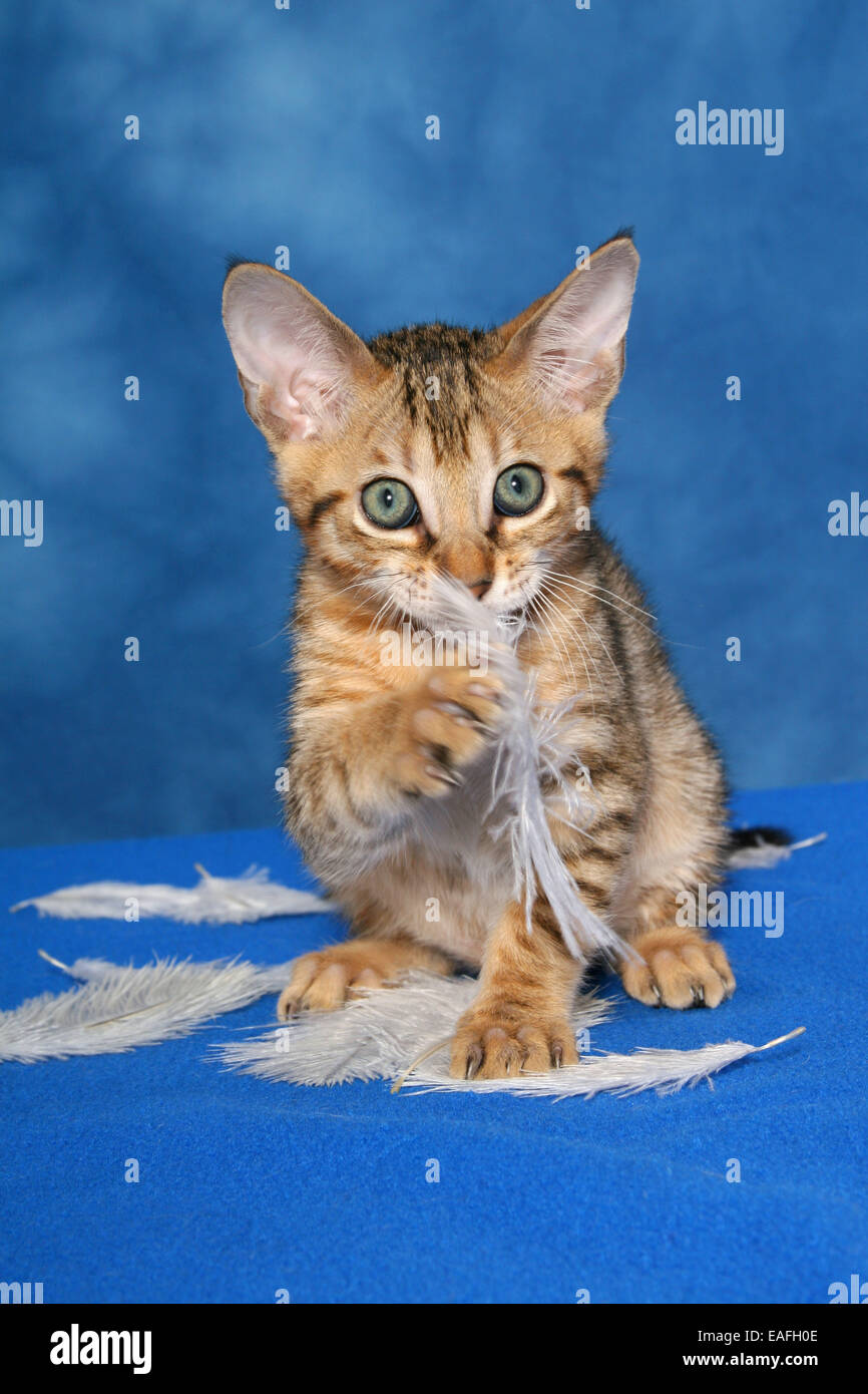 Savannah kitten Stockfoto