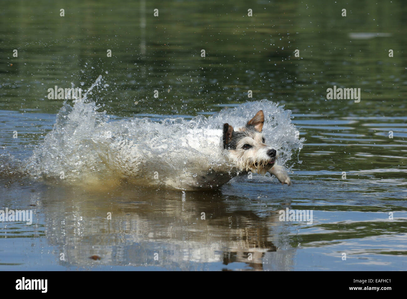 Erwachsenen Parson Russell Terrier durch Wasser laufen Stockfoto