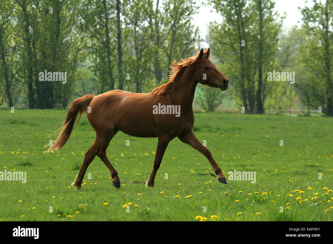 Traber pony Stockfoto