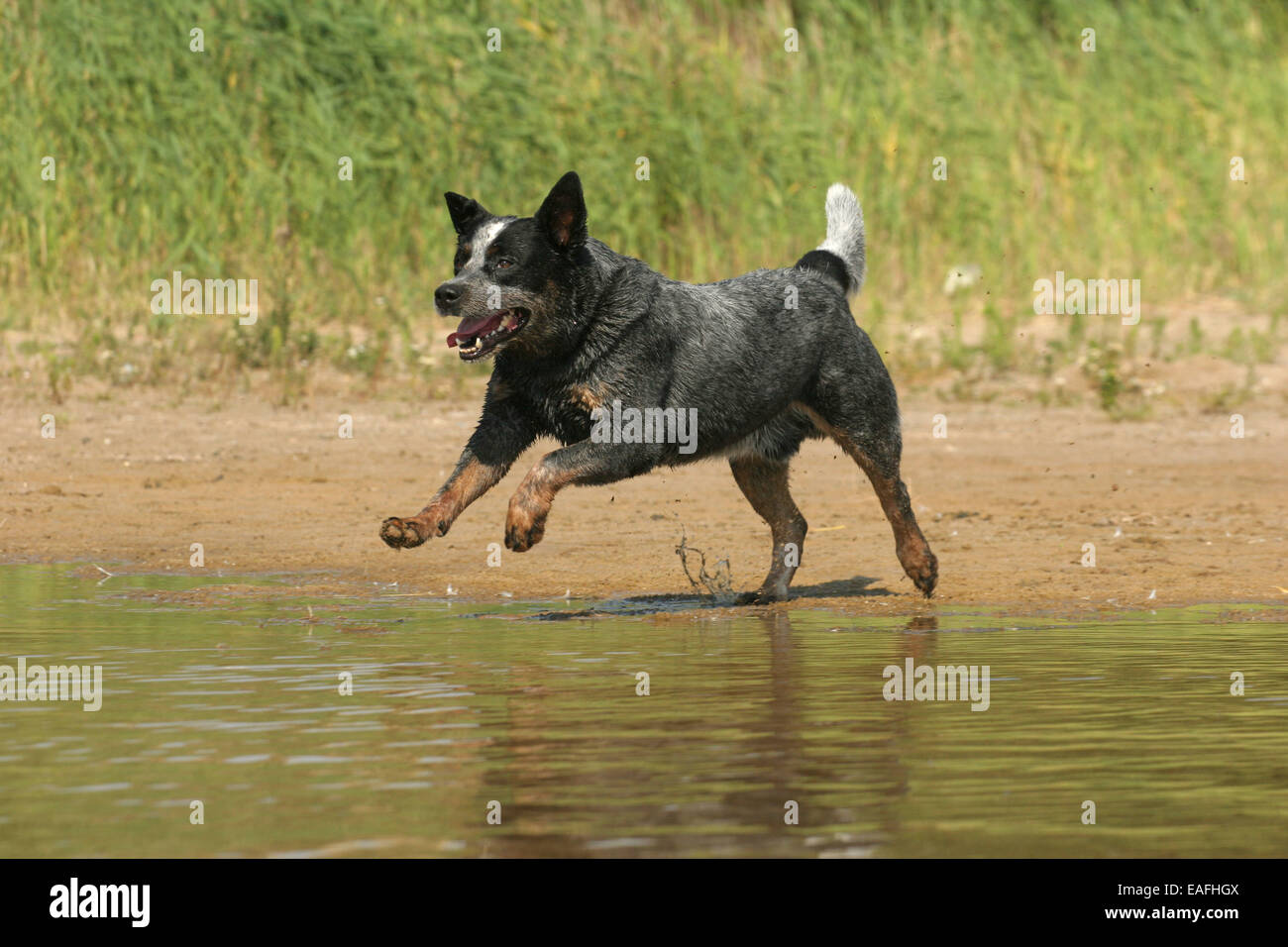 Australian Cattle Dog durch Wasser laufen Stockfoto