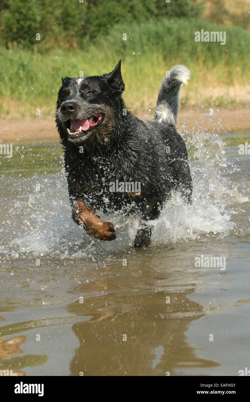 Australian Cattle Dog durch Wasser laufen Stockfoto