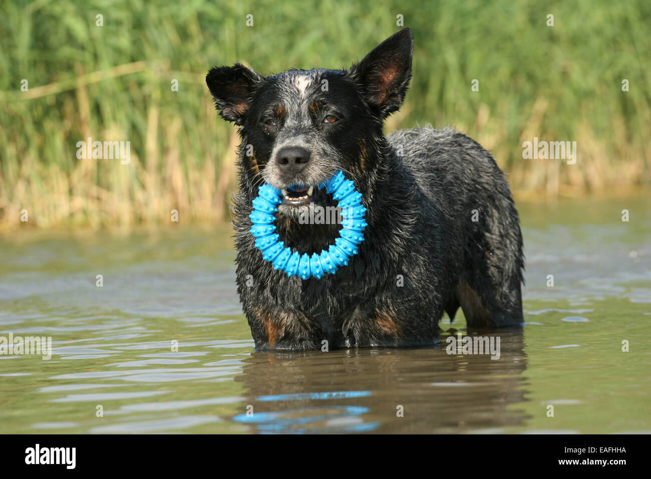 Australian Cattle Dog spielen im Wasser Stockfoto