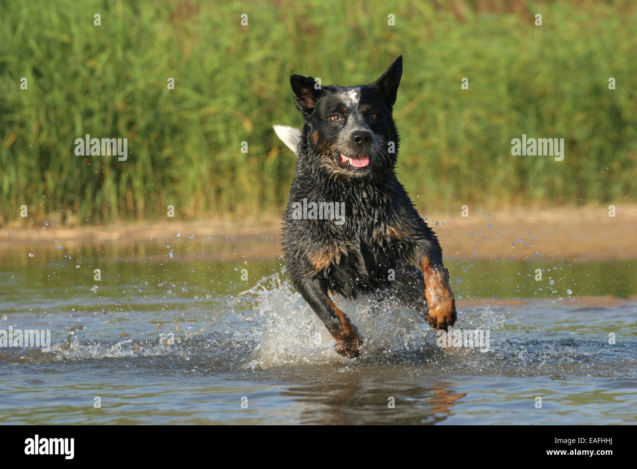 Australian Cattle Dog durch Wasser laufen Stockfoto