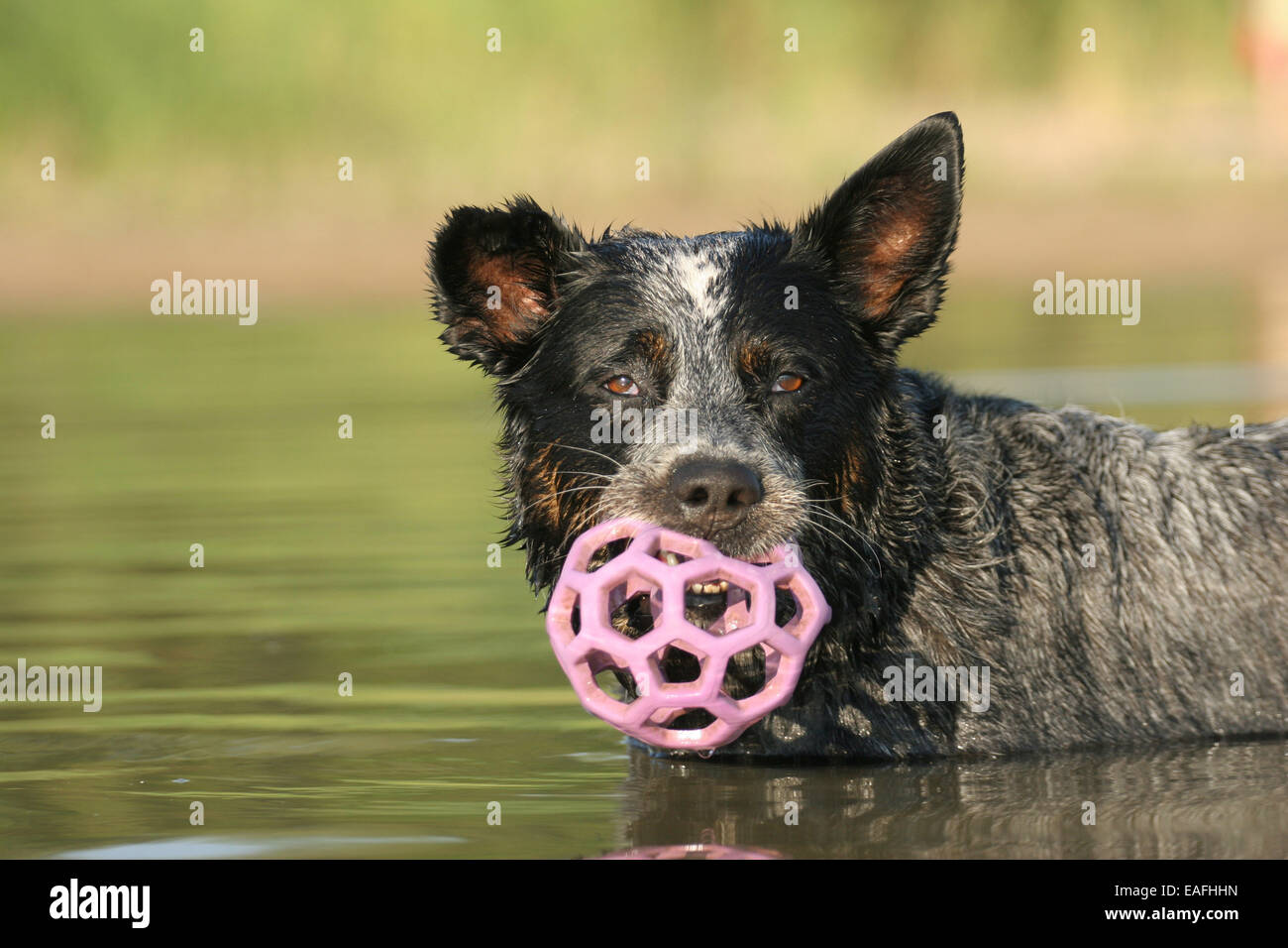 Australian Cattle Dog mit Ball im Wasser zu spielen Stockfoto