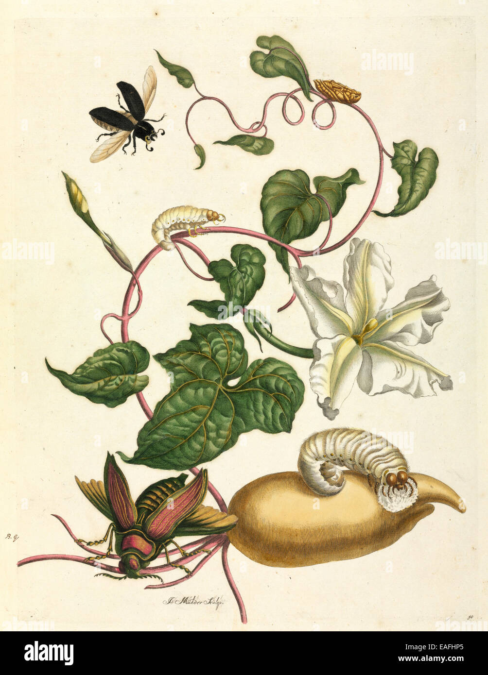 Dissertation Uber Die Entwicklung Und Die Umwandlungen Der Insekten Von Suriname