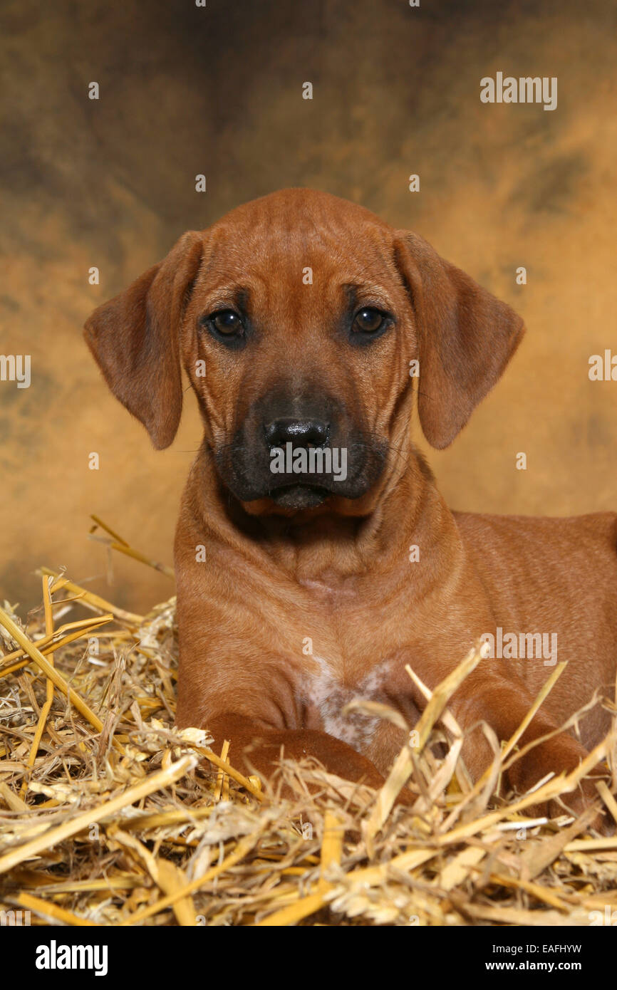 Rhodesian Ridgeback Welpen liegen im Heu Stockfoto