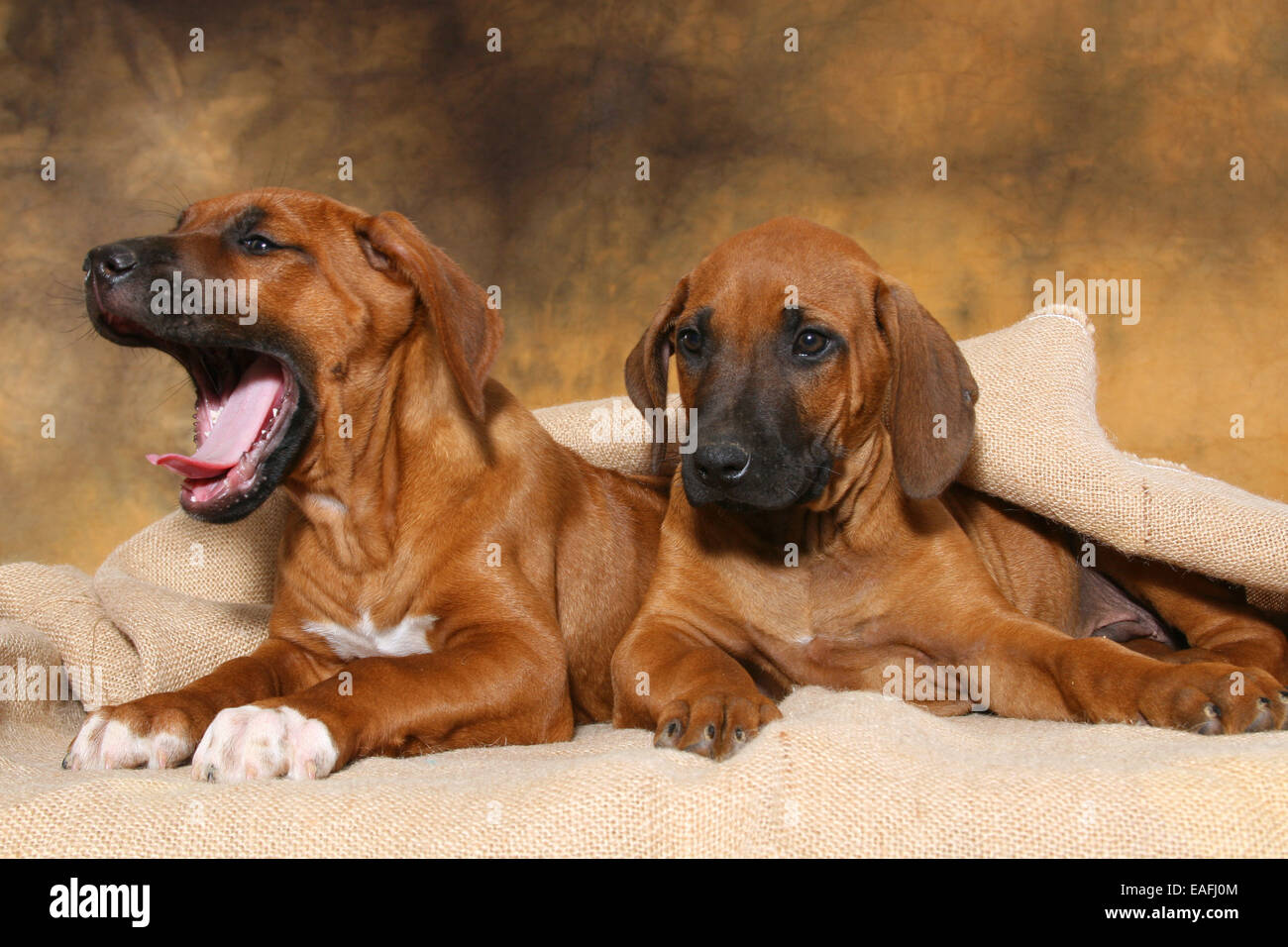 müde Rhodesian Ridgeback Welpen im studio Stockfoto