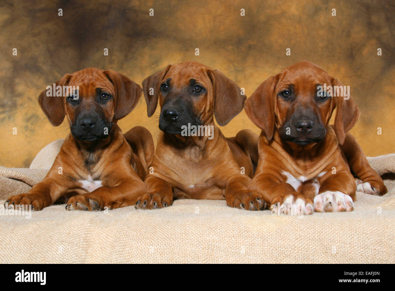 Rhodesian Ridgeback Welpen liegen im studio Stockfoto