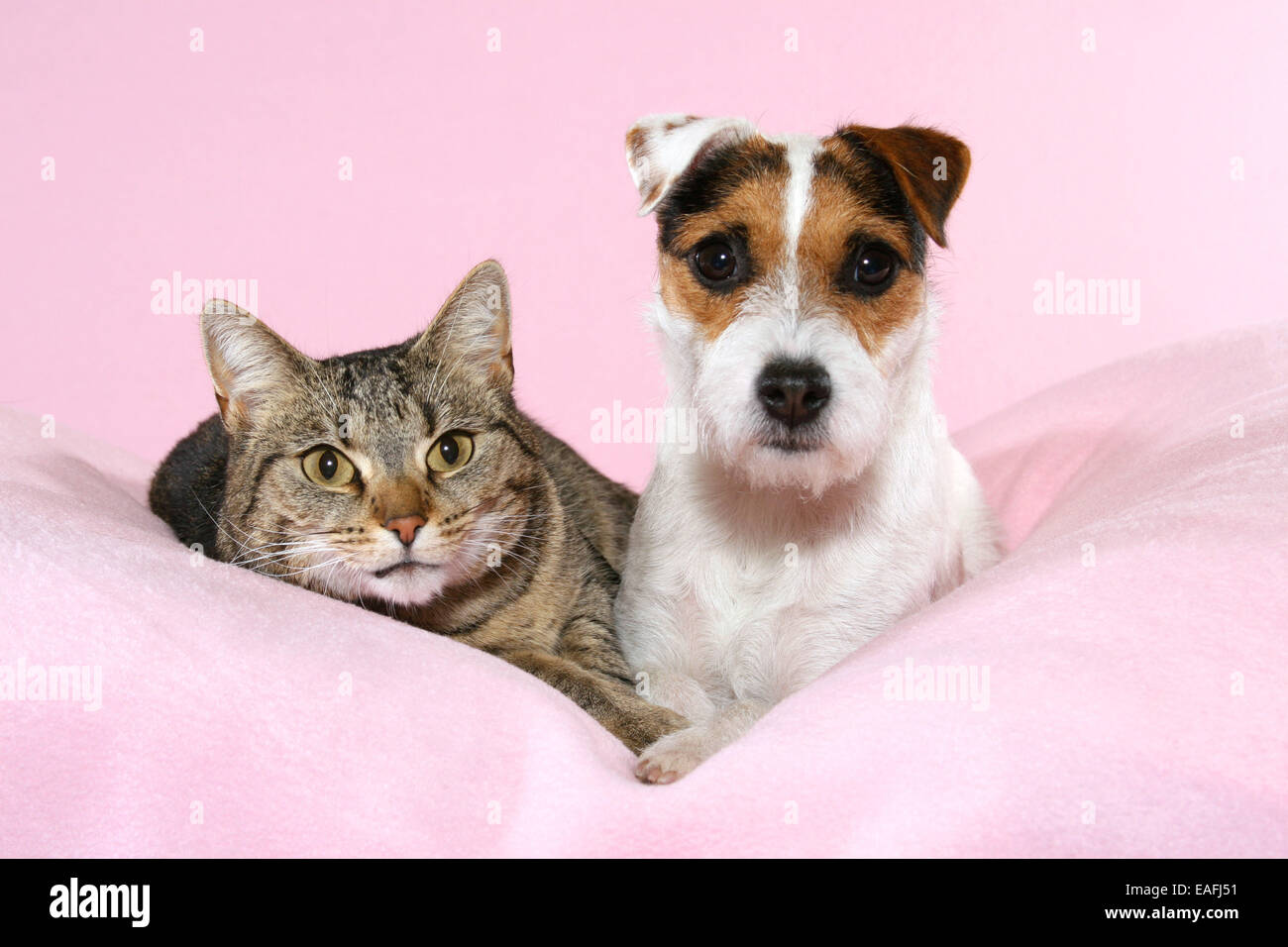 Parson Russell Terrier Und Katze Stockfotografie Alamy