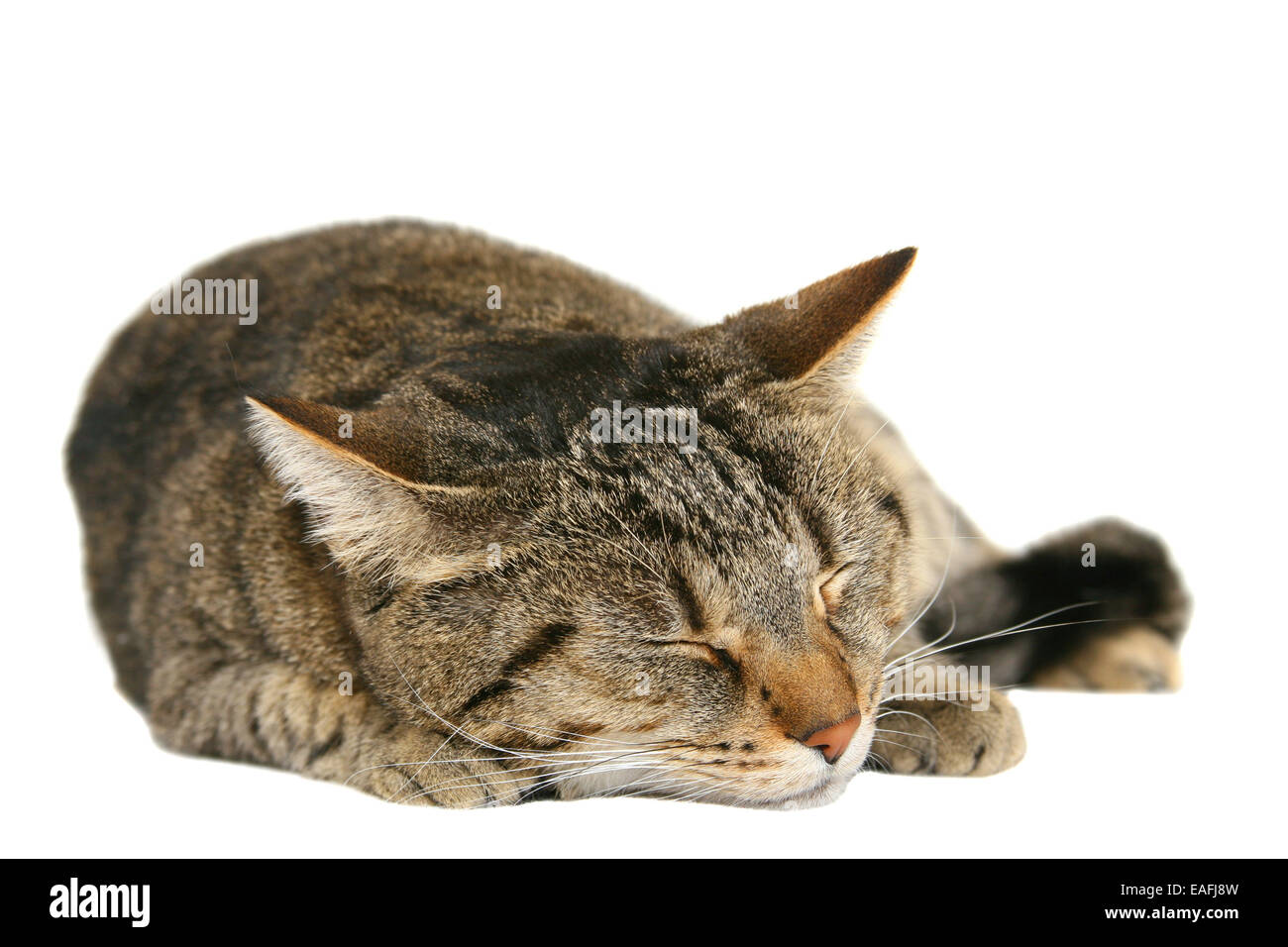 Schlafende Katze - Ausschnitt Stockfoto