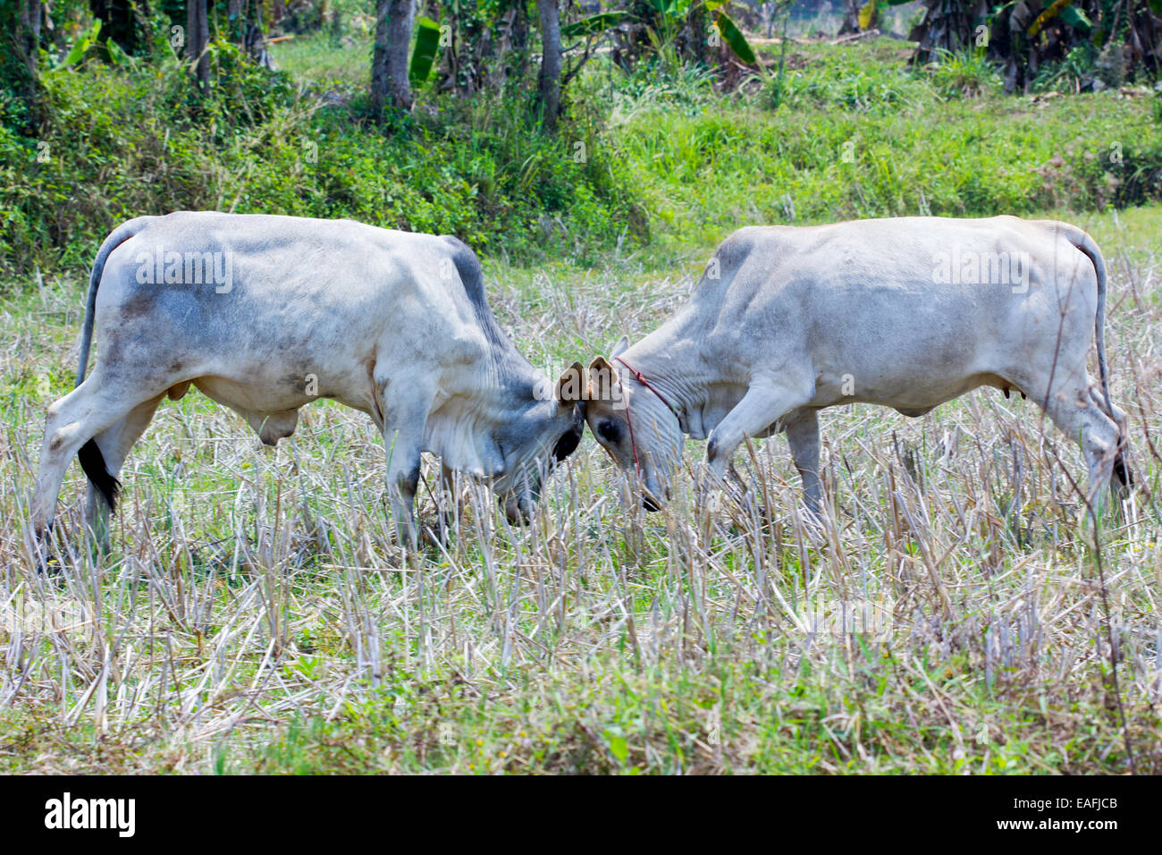 Stierkampf auf dem Reisfeld in Thailand Stockfoto