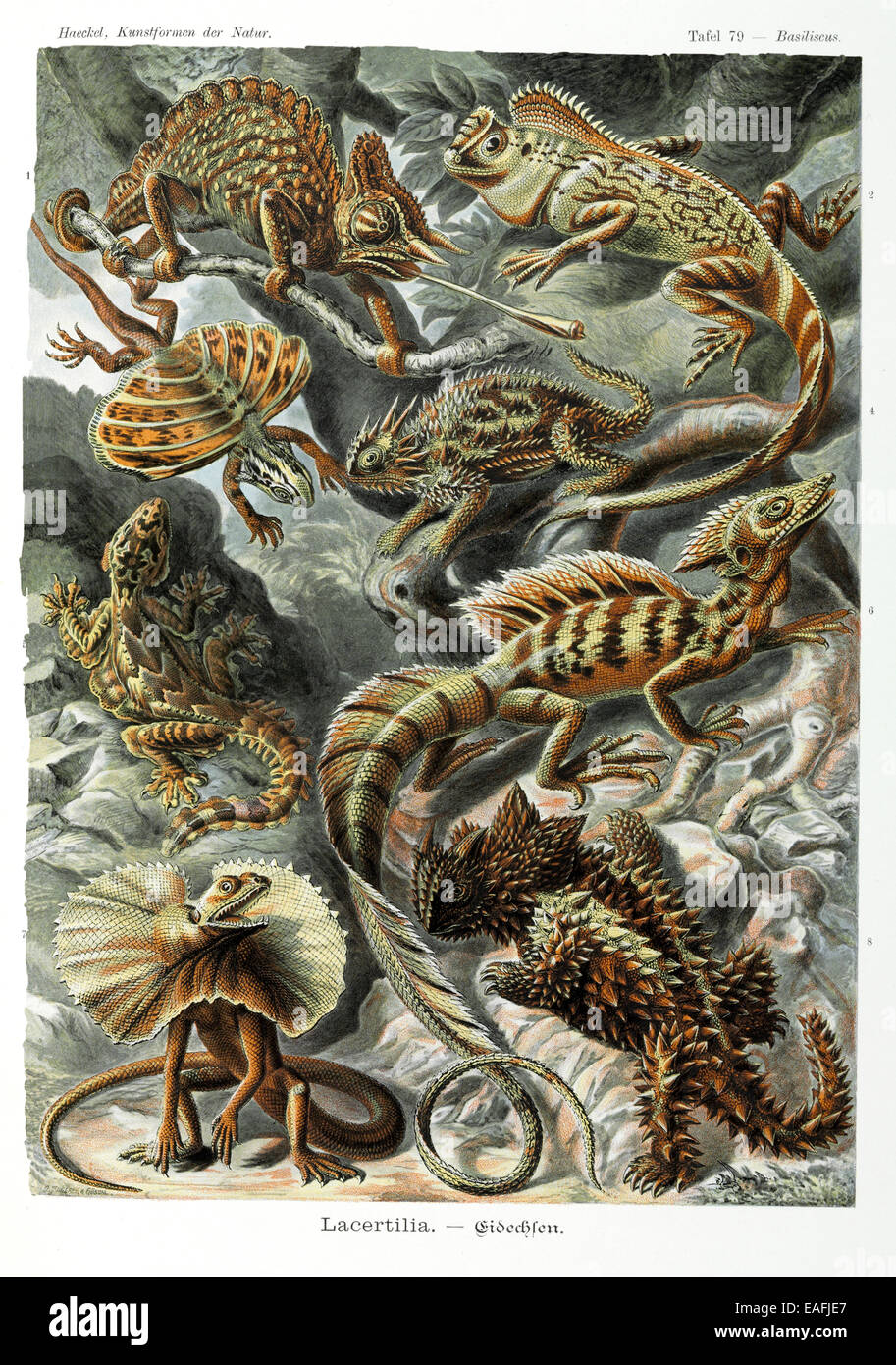 Eidechse Lacertilia Anselmus Botius De Boodt main image 1