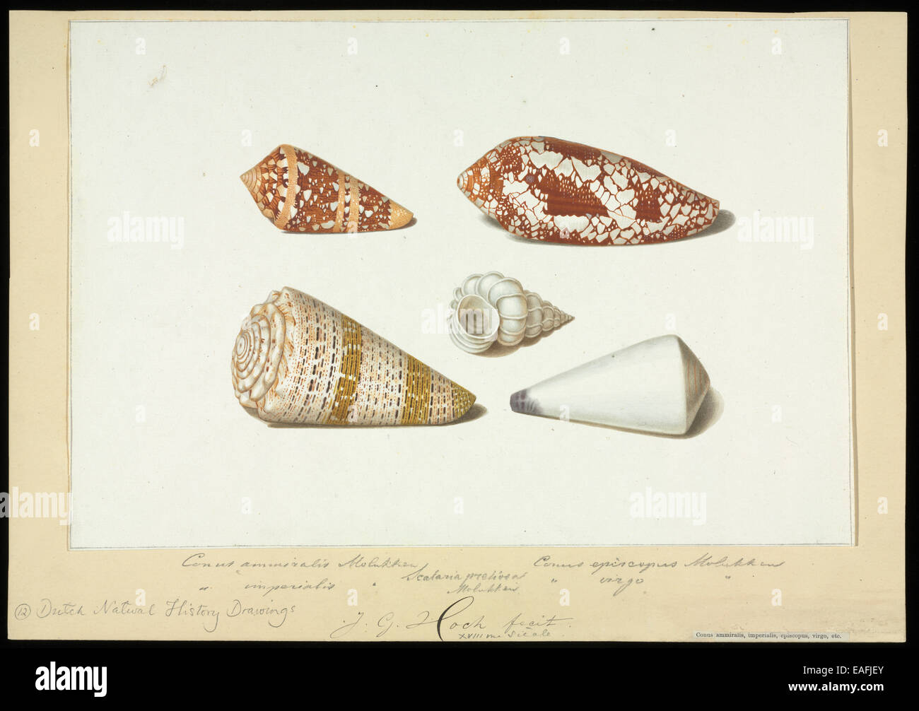 Sammlung von Muscheln: Conus und Epitonium Arten Stockfoto