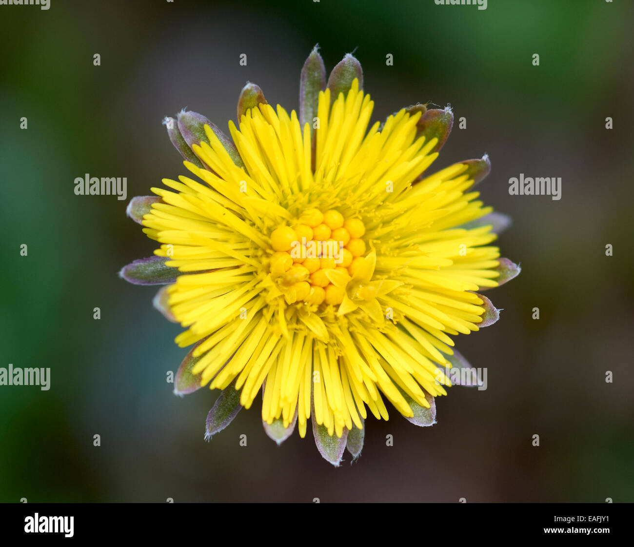 Tussilago Farfara, Huflattich Stockfoto