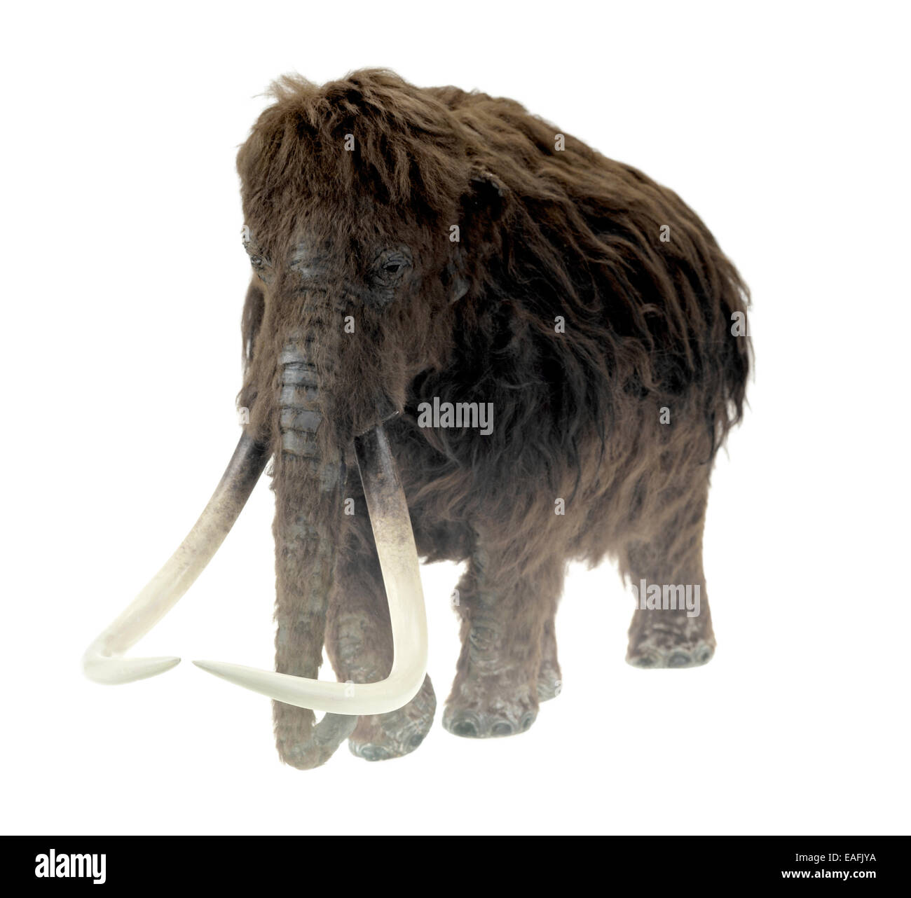 Modell der Ilford-Mammut Stockfoto