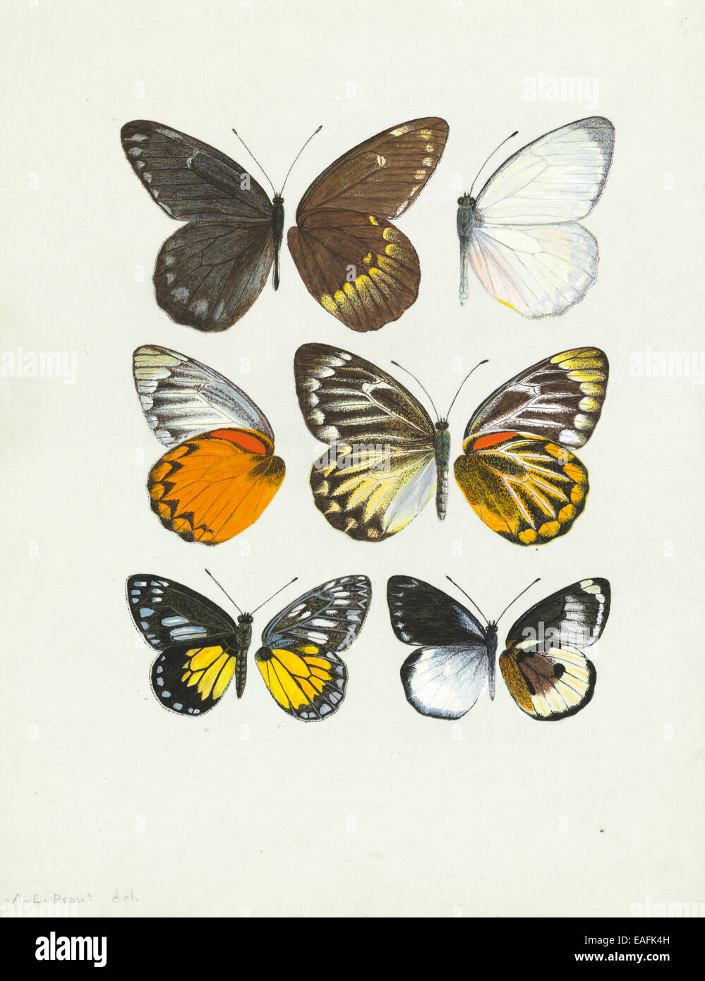 Pierine Gattung, Schmetterlingsflügel Stockfoto