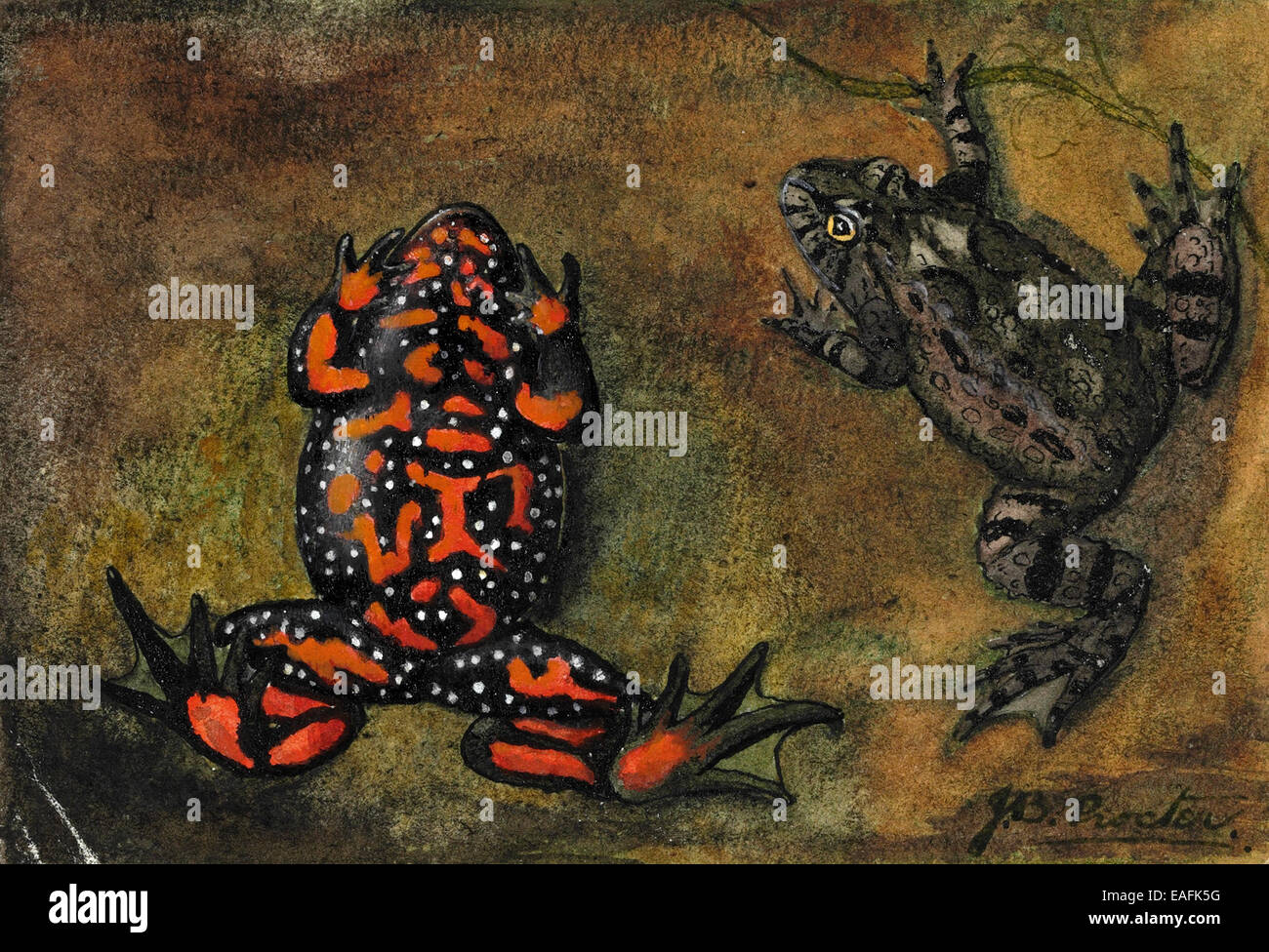 Geburtshelferkröte Geburtshelferkröte, Europäische Feuer-bellied toad Stockfoto