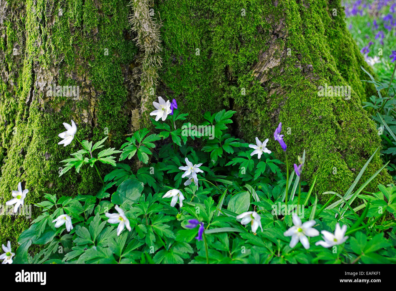 Holz-Anemonen und Glockenblumen wachsen auf dem Waldboden. Stockfoto