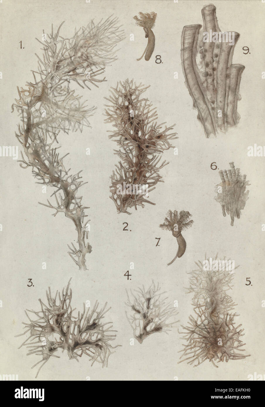 Abb. 1-5. Cephalodiscus Hodgsoni, Form A. Abb. 6-8, Cephalodiscus Densus.  Abb. 9, Cephalodiscus Evansi. Stockfoto