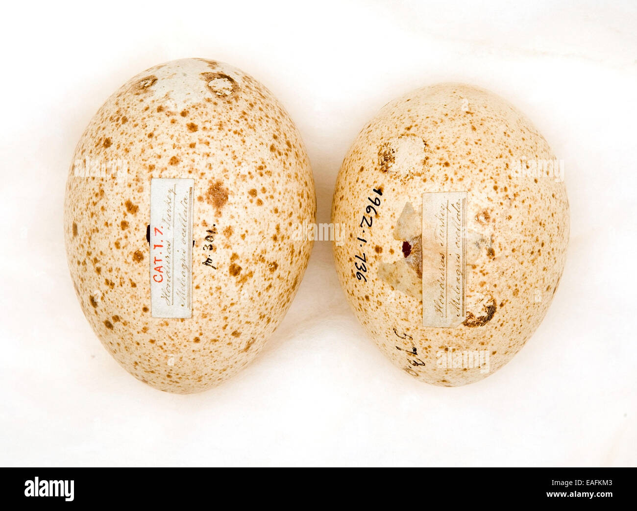 Agriocharis Ocellata Eiern Stockfoto