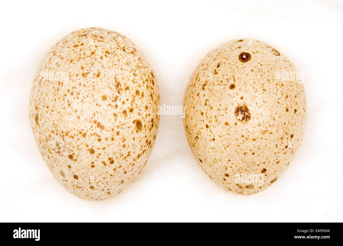 Agriocharis Ocellata Eiern Stockfoto