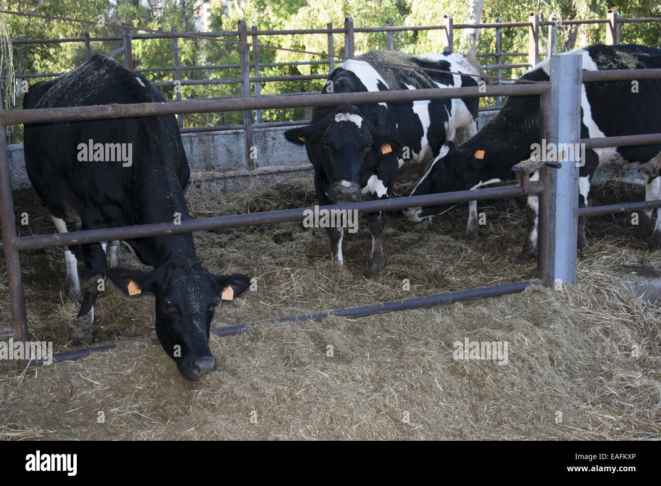 Viehzucht: Kühe in einem Cattleshe Aufzucht Stockfoto