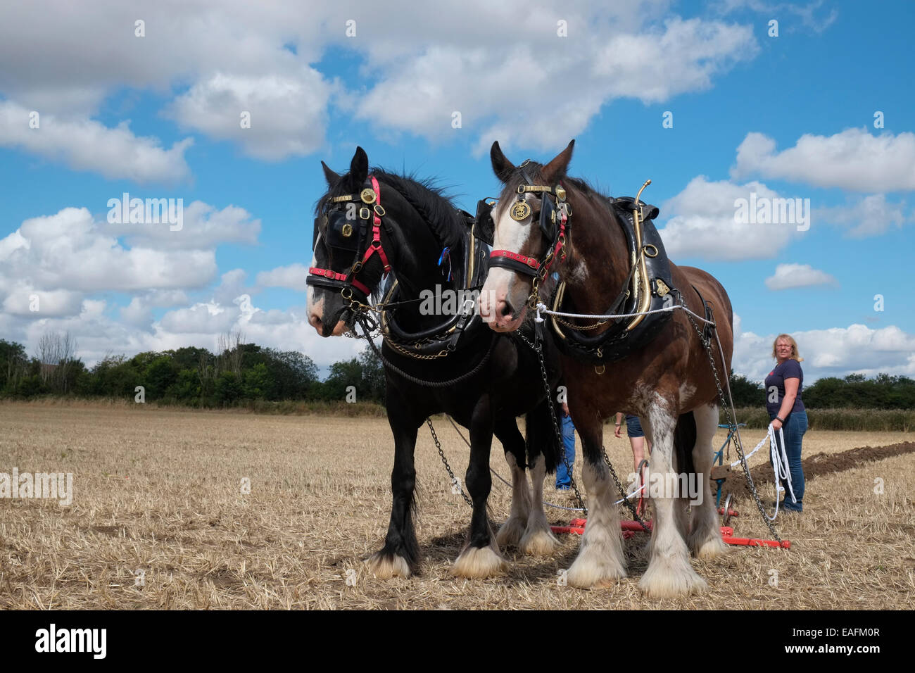 Shire-Pferden beim Pflügen Wettbewerb auf der Heckington, Lincolnshire, England. Stockfoto
