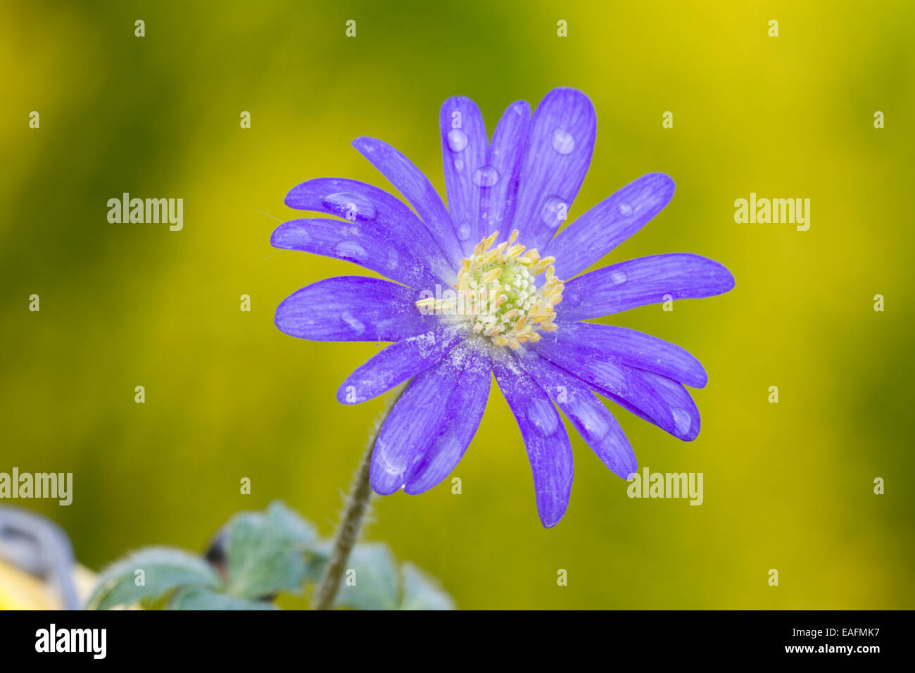 Griechischen Windflower Anemone Blanda Blume bedeckt Tau Deutschland Stockfoto