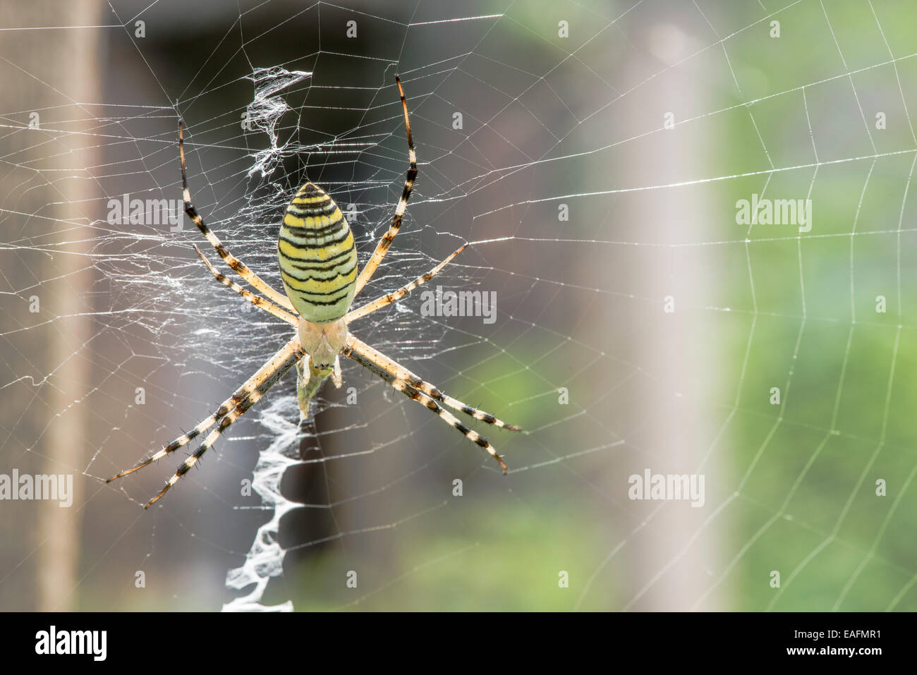 Spinne in einem Garten. Grenn und gelbe Linien Spinne Stockfoto