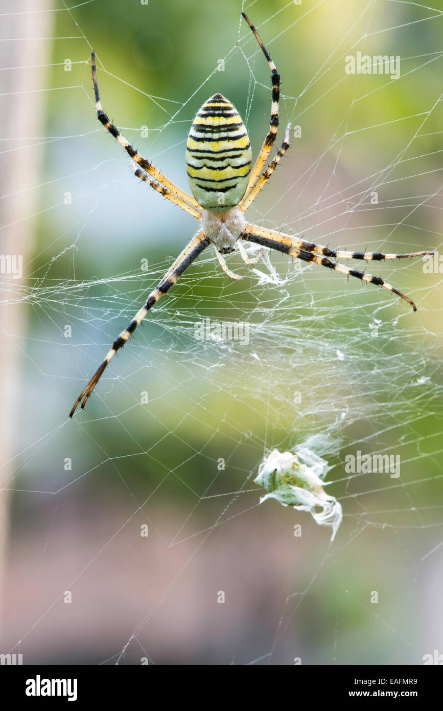 38+ Spinne Garten, Es gibt eine riesige auswahl an blütenpflanzen,