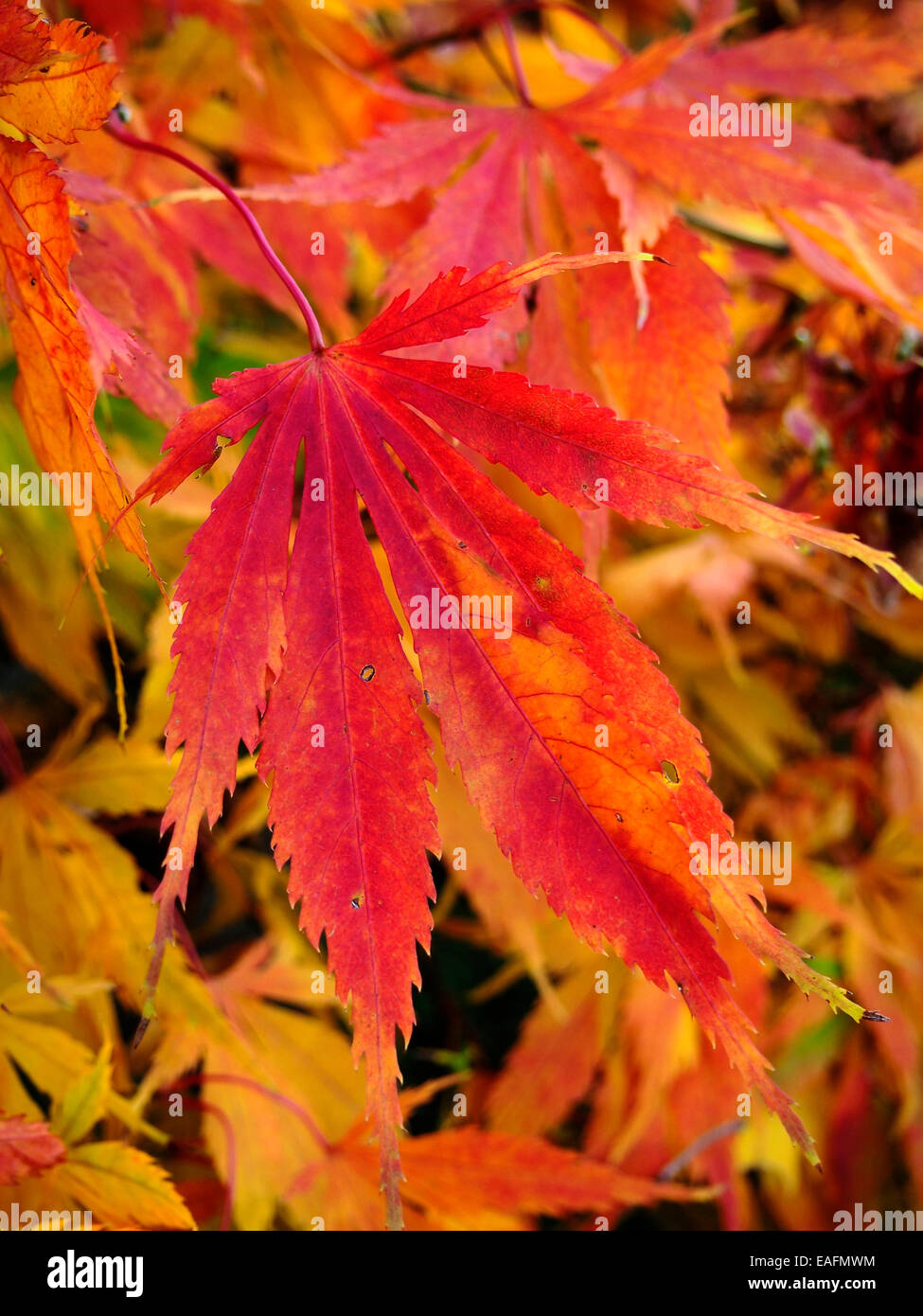 Herbst Farben von feurigen roten und Orangen auf einem Acer-Baum in Hampshire, UK Garten. Stockfoto