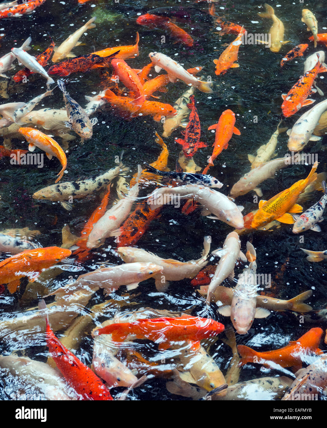 Viele große Fische sind an der Wasseroberfläche planschen
