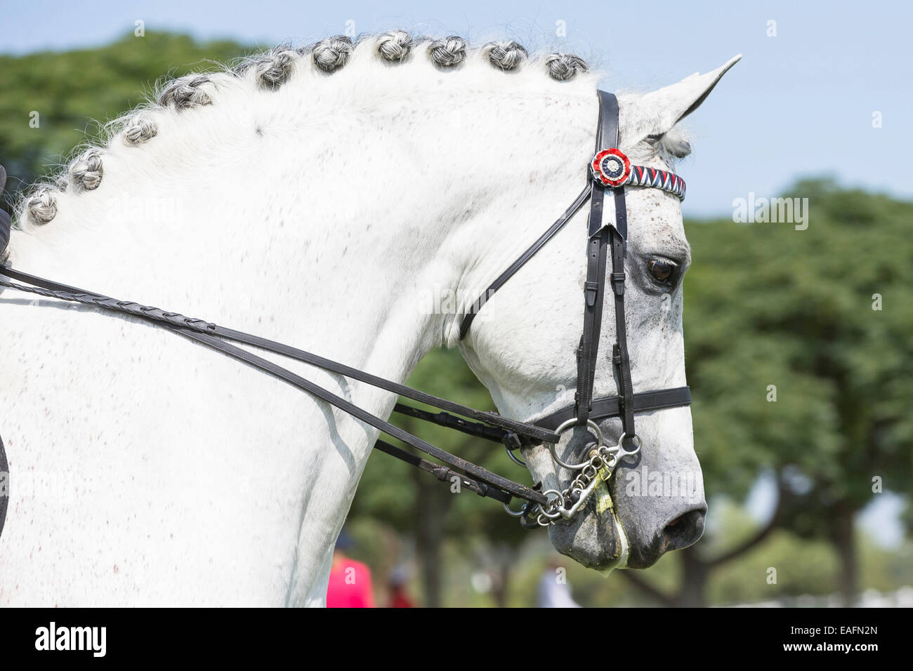 Boerperd Boer Pony grau Pferd tragen Bordstein etwas Südafrika Stockfoto