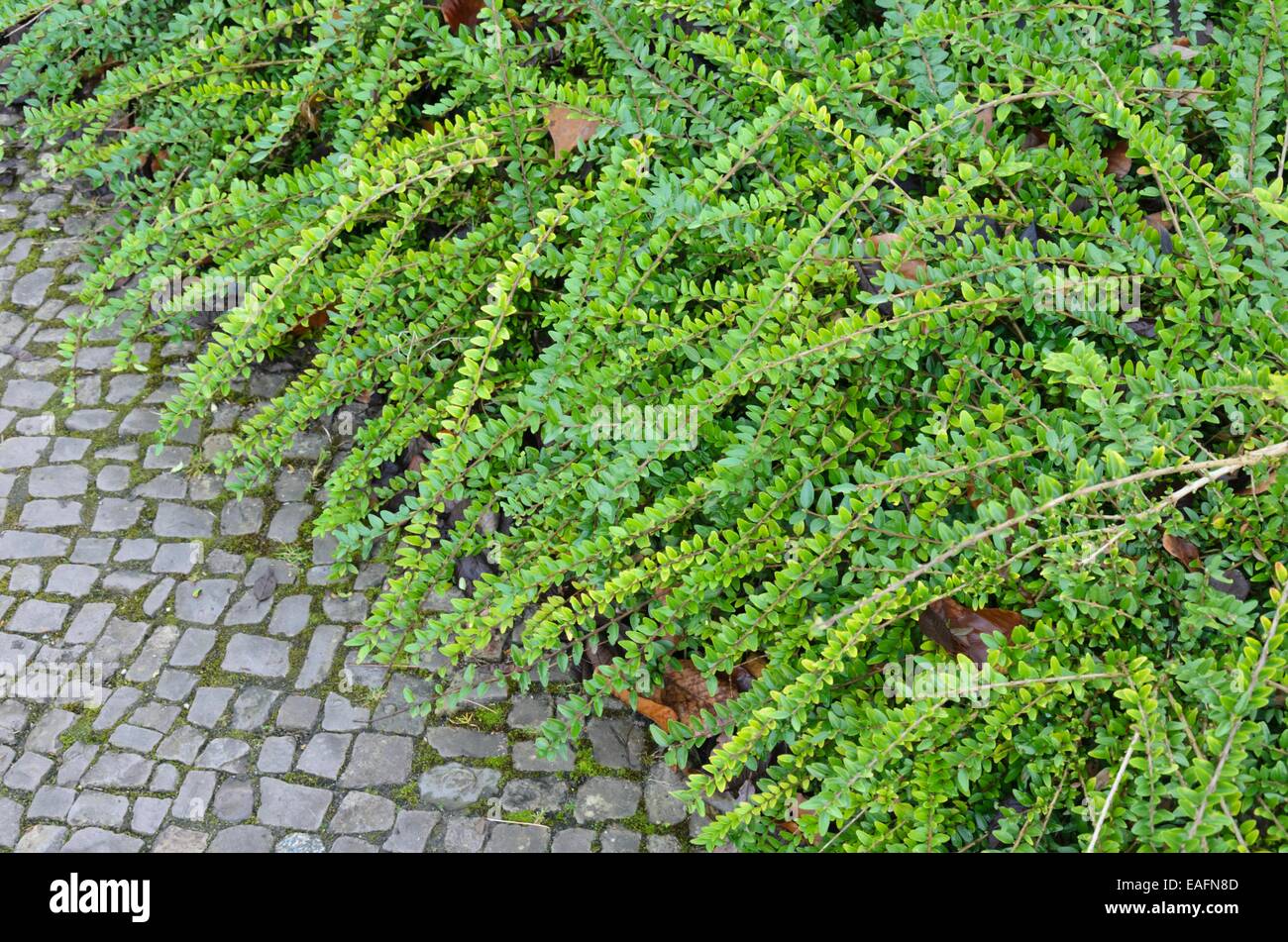 Priwet Geißblatt (Lonicera pileata) Stockfoto