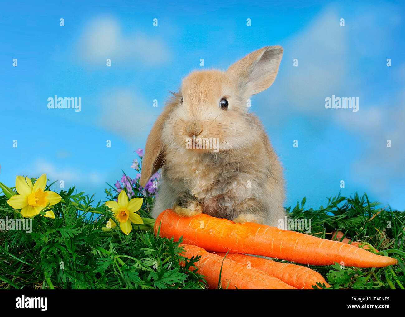Netherland Dwarf Kaninchen Möhren Deutschland Stockfoto