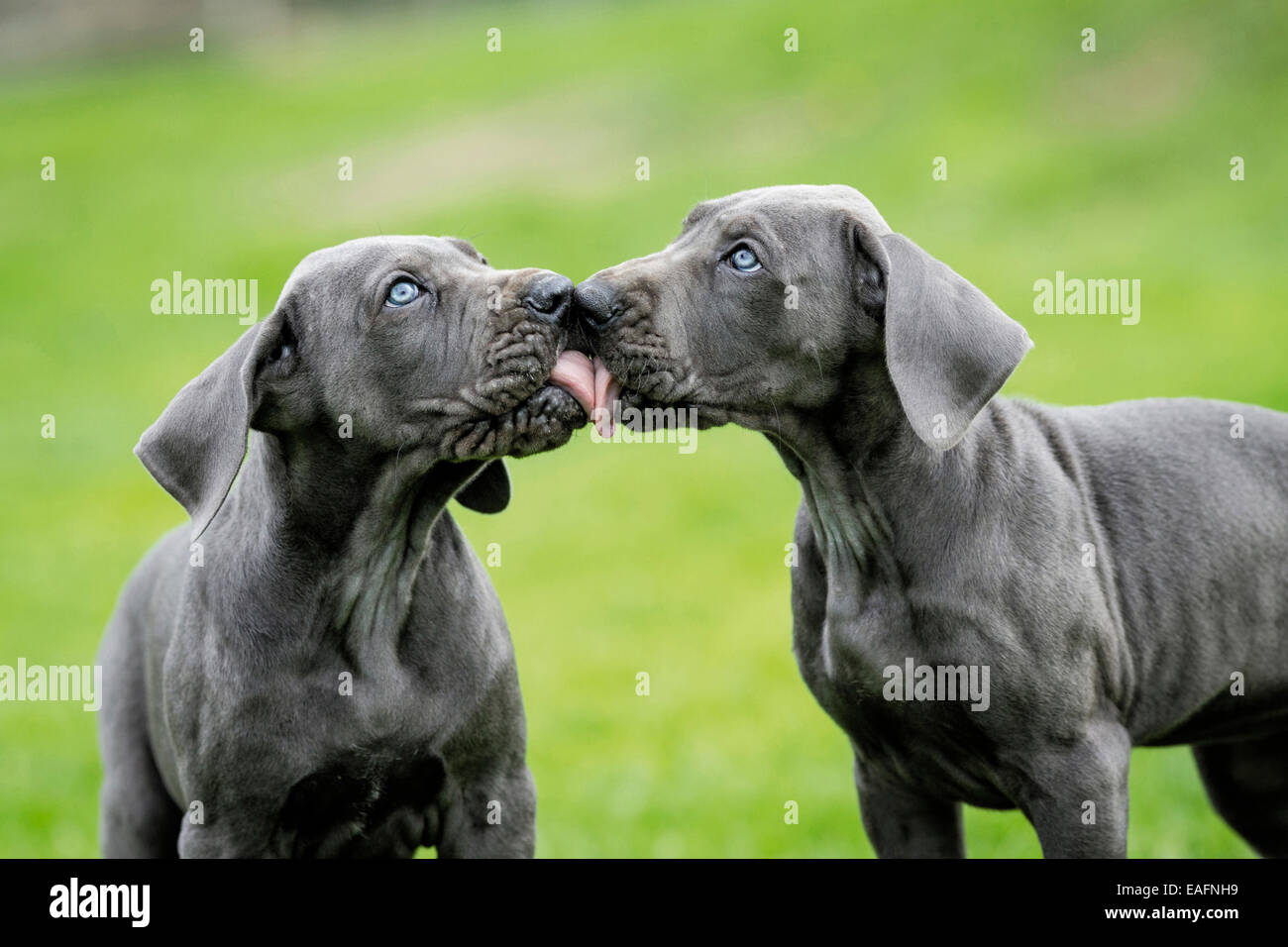 Zwei Deutsche Dogge Welpen lecken gegenseitig Nase Deutschland Stockfoto