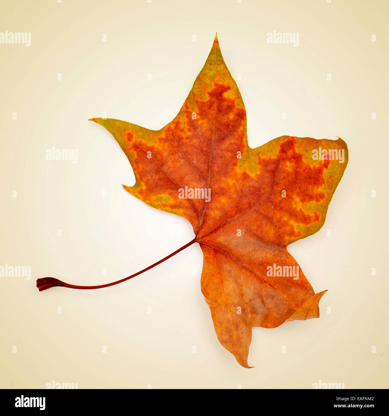 Bild eines getrockneten Blattes im Herbst auf einem beigen Hintergrund mit einem Retro-Effekt Stockfoto