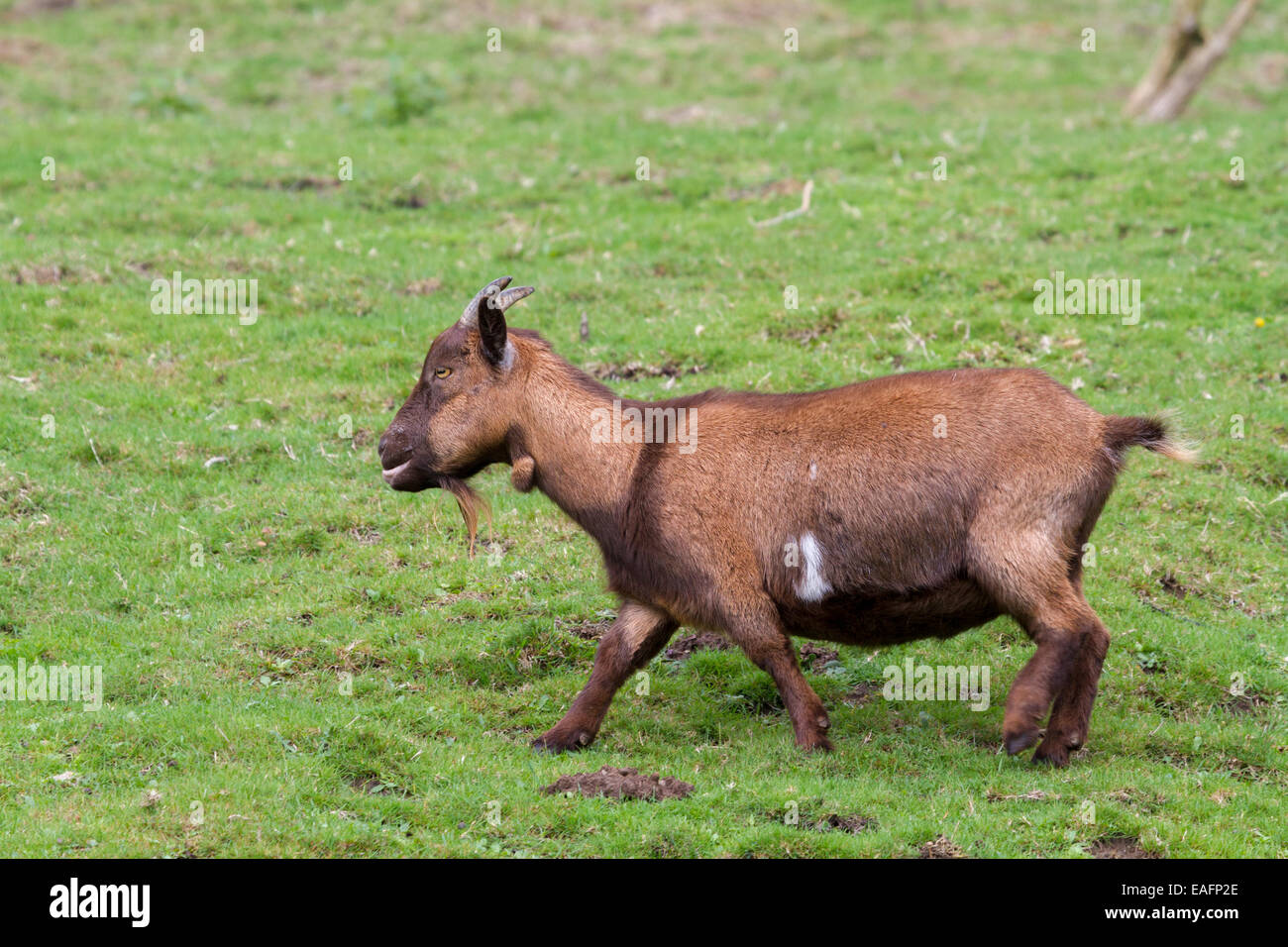 Details der inländischen Zwergziege Stockfoto