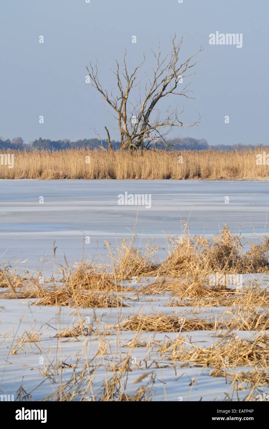 Überfluteten polder Wiesen, Nationalpark Unteres Odertal, Deutschland Stockfoto