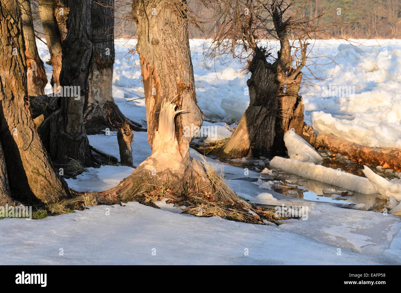 Biber geschnittenen Baum bei Frozen der oder, Nationalpark Unteres Odertal, Deutschland Stockfoto