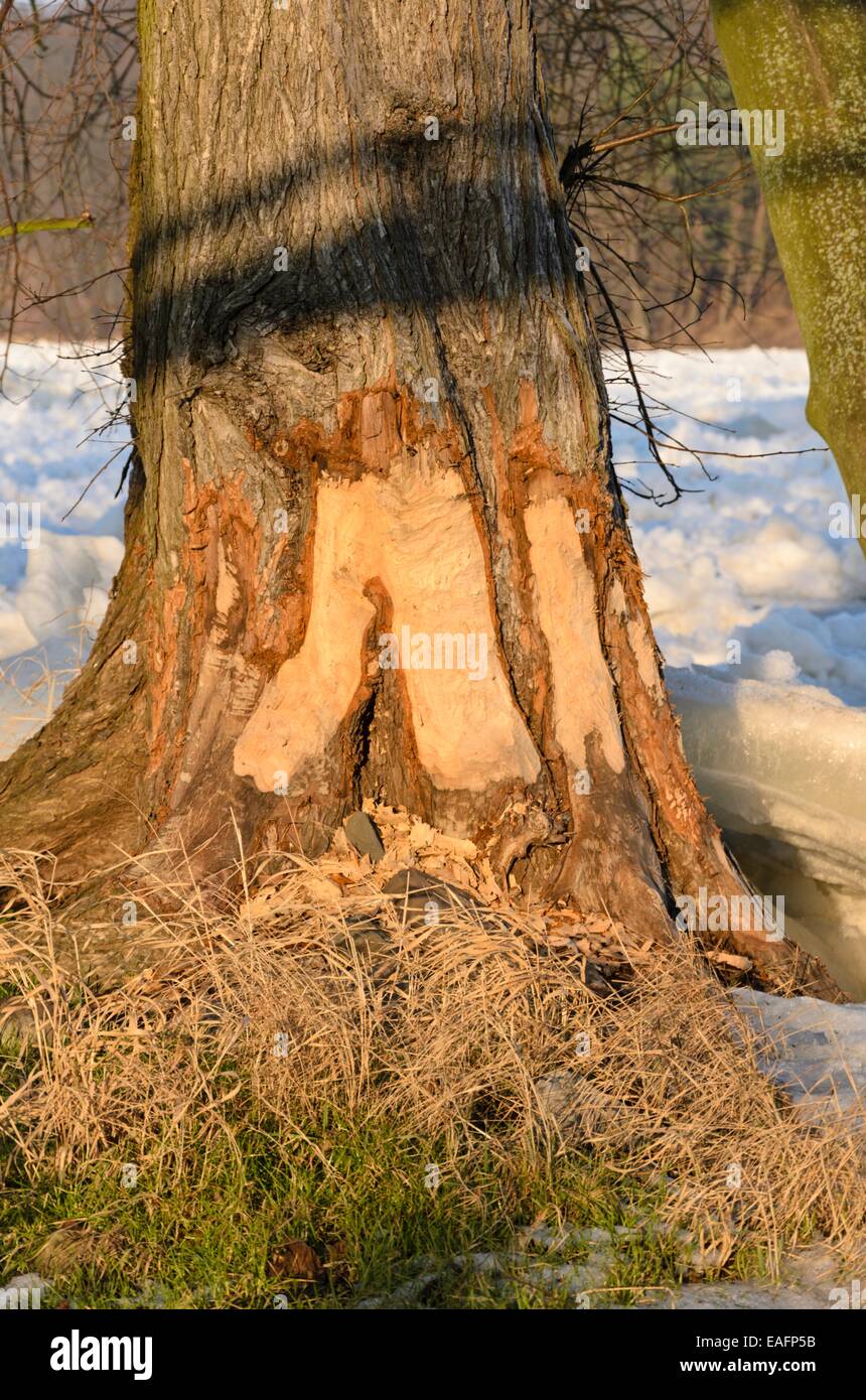 Biber geschnittenen Baum bei Frozen der oder, Nationalpark Unteres Odertal, Deutschland Stockfoto